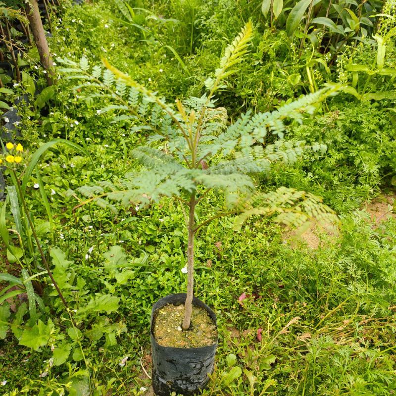 蓝花楹苗蓝雾树庭院园林绿化观花树苗美观好养