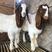 纯种波尔山羊红头大耳怀孕母羊质量保证免费运输南非波尔山羊