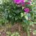 紫色三角梅笼子，品种优良，裸根，带土出售，量大优惠。