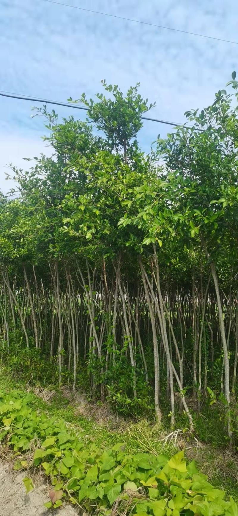 小叶榕福建漳州小叶榕农户大量供应大小规格袋苗