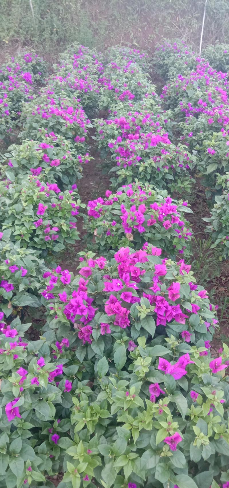 紫色三角梅笼子，品种优良，裸根，带土出售，量大优惠。