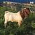 纯种波尔山羊红头大耳怀孕母羊质量保证免费运输南非波尔山羊