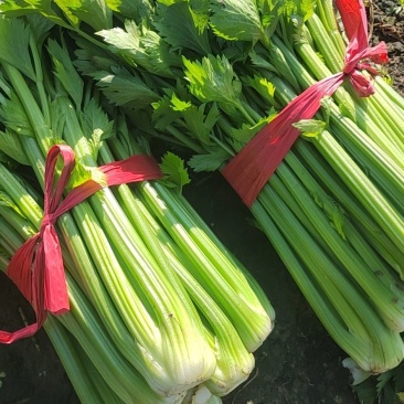 【精品】西芹菏泽西芹芹菜大量上市了质量好价格低品质保证