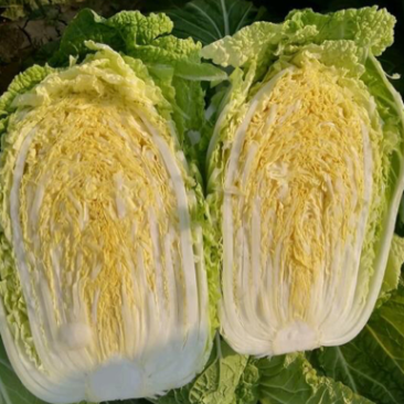 山东黄心白菜，山东潍坊黄心白菜，产地一手货源