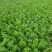 【精品】西芹菏泽西芹芹菜大量上市了质量好价格低品质保证