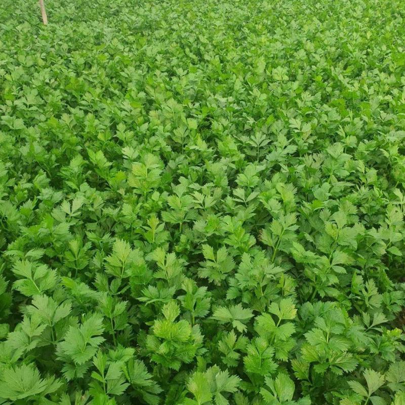 【精品】西芹菏泽西芹芹菜大量上市了质量好价格低品质保证