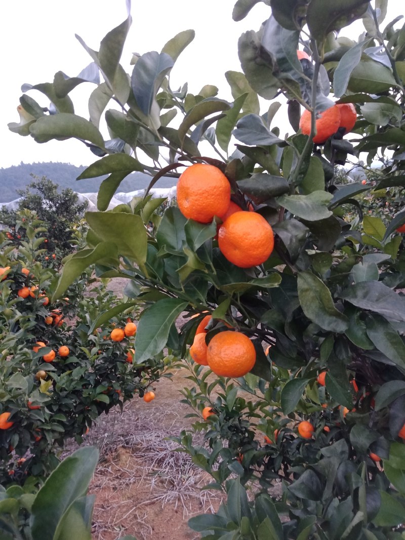 回龙圩沙糖已开始大量上市中