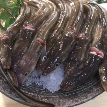 大连星鳗批发