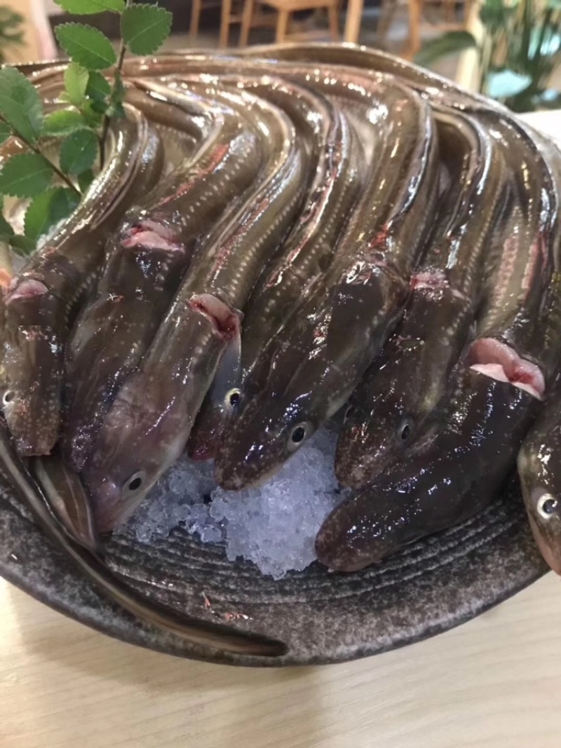 大连星鳗批发