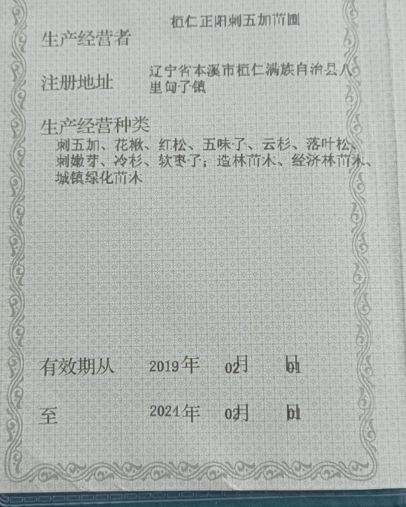 出售冷杉种子，做过催芽实验的新种子