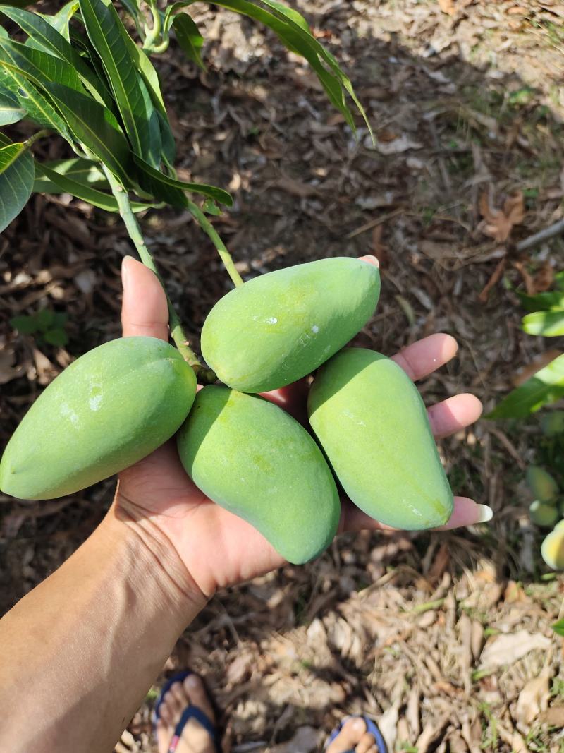 海南三亚台农芒果，大量有货现摘现发欢迎采购