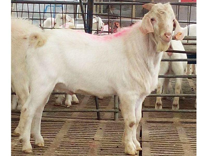 白山羊美国白山羊白山羊种公羊怀孕母羊免费运输质量保证