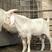 白山羊美国白山羊白山羊种公羊怀孕母羊免费运输质量保证