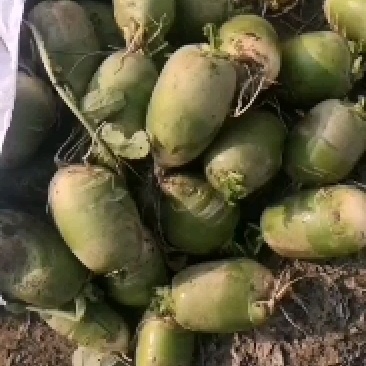 加工厂萝卜