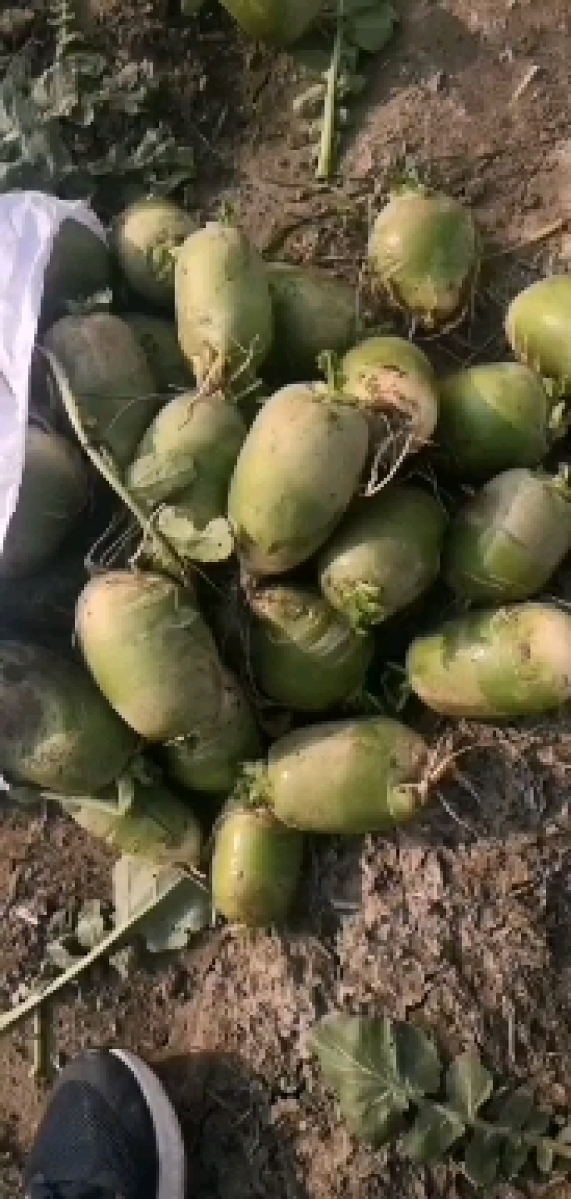 加工厂萝卜