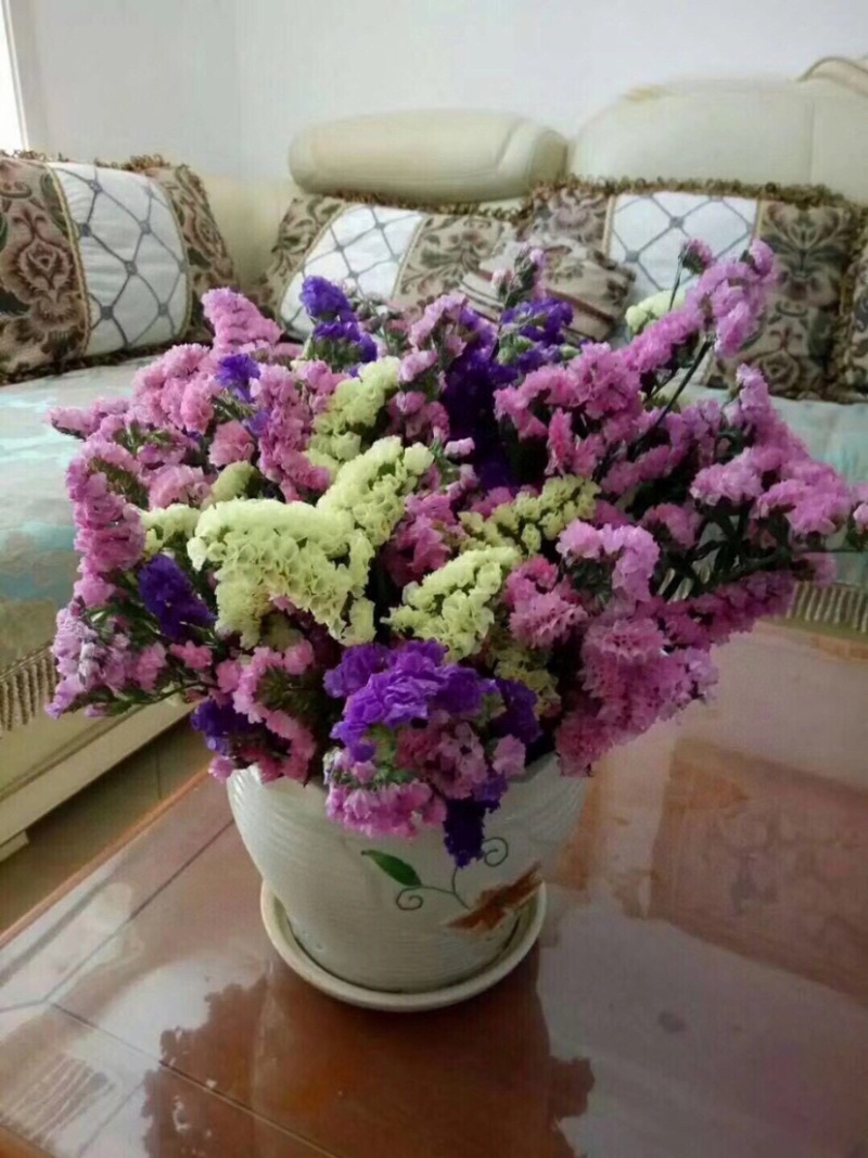 勿忘我干花批发云南鲜花按斤卖可一件代发社区团购平台对接