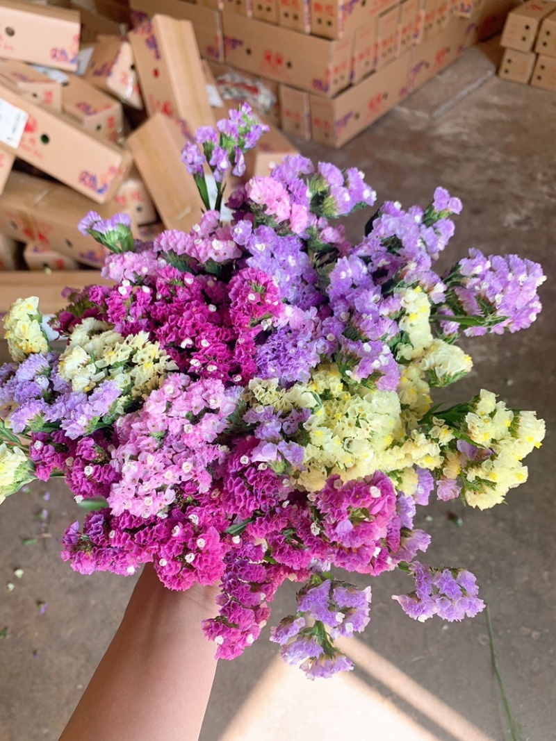 勿忘我干花批发云南鲜花按斤卖可一件代发社区团购平台对接