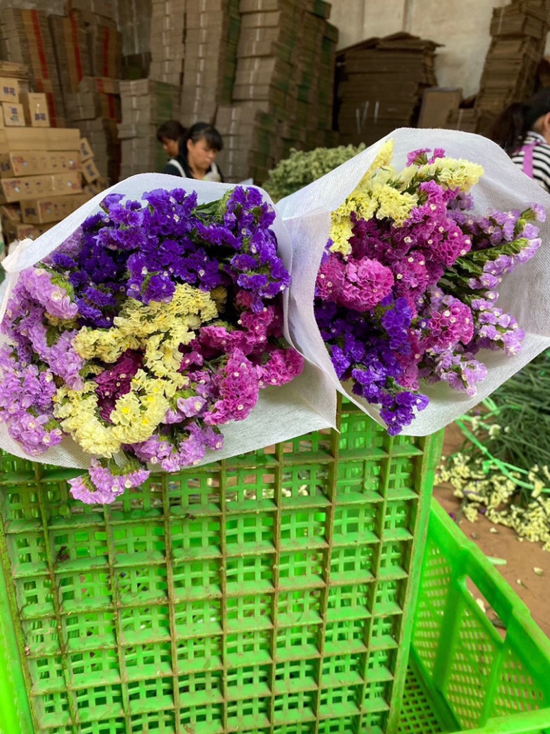 勿忘我干花批发云南鲜花按斤卖可一件代发社区团购平台对接
