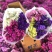 勿忘我干花批发云南鲜花按斤卖可一件代发社区团购平台对接