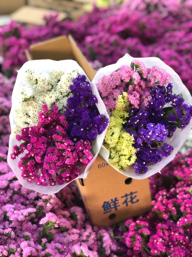 勿忘我干花批发云南鲜花按斤卖可一件代发社区团购平台对接