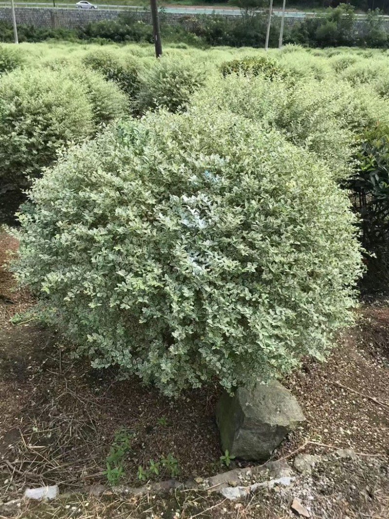 银姬小蜡，彩叶树种产品，颜色鲜艳，适合小区庭院