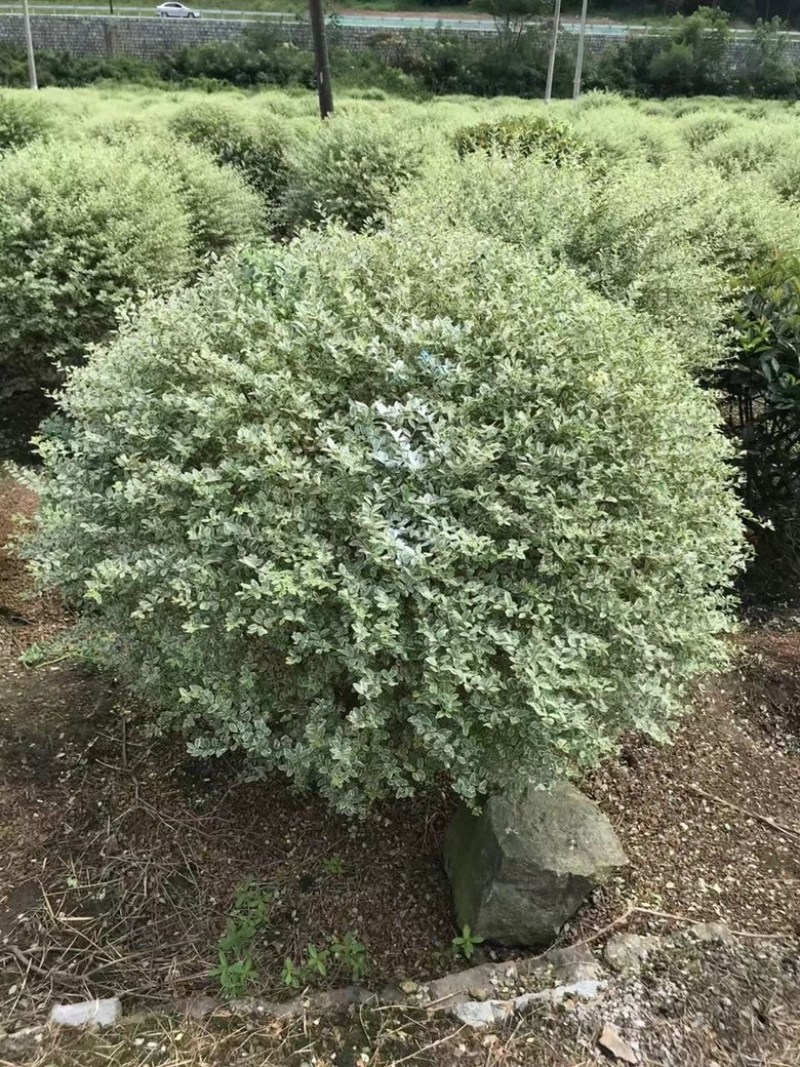 银姬小蜡，彩叶树种产品，颜色鲜艳，适合小区庭院