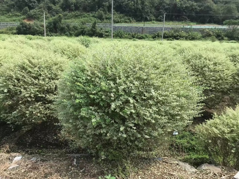 银姬小蜡，彩叶树种产品，颜色鲜艳，适合小区庭院