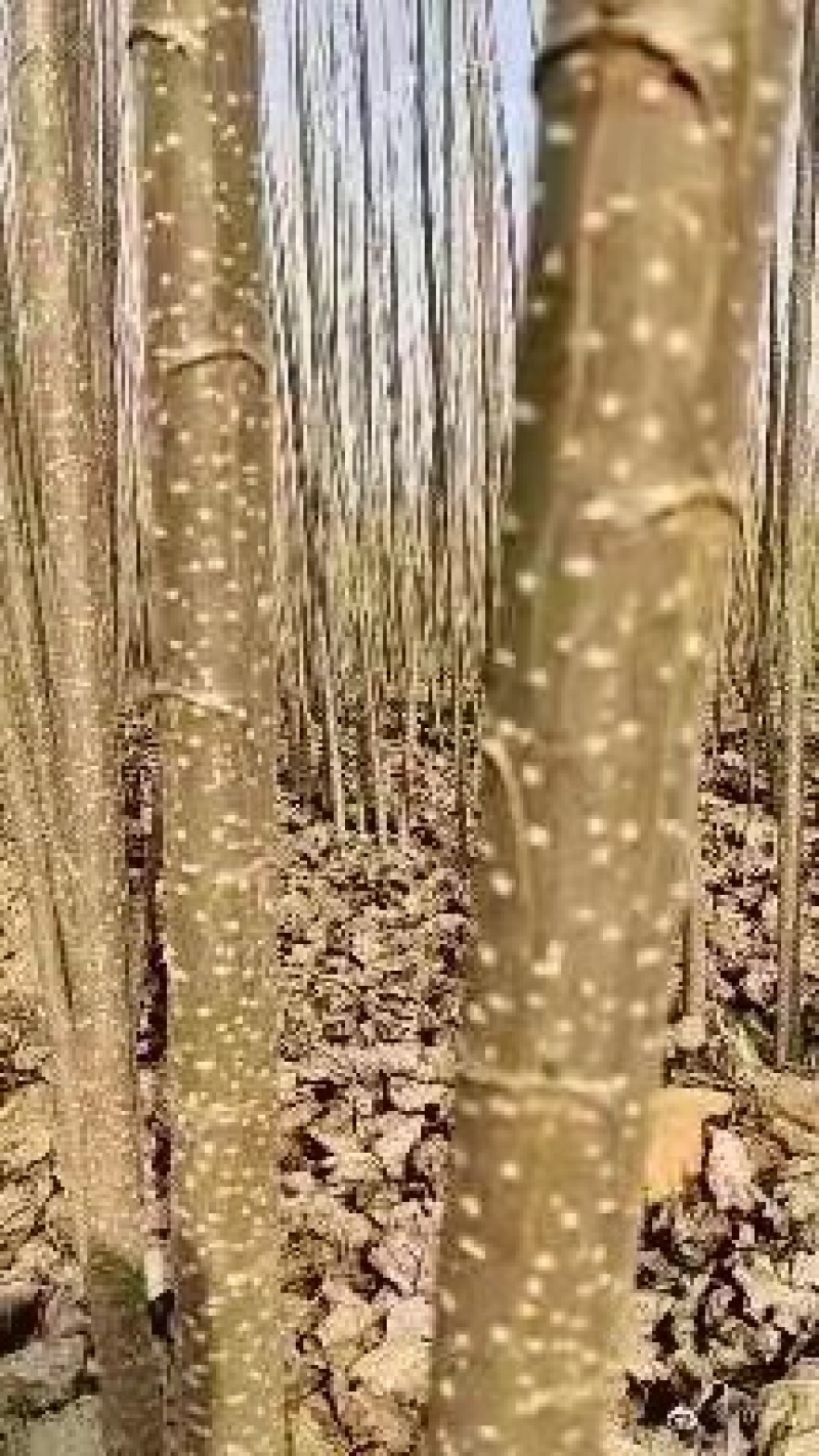 临清市优质杨树苗\\107杨树苗