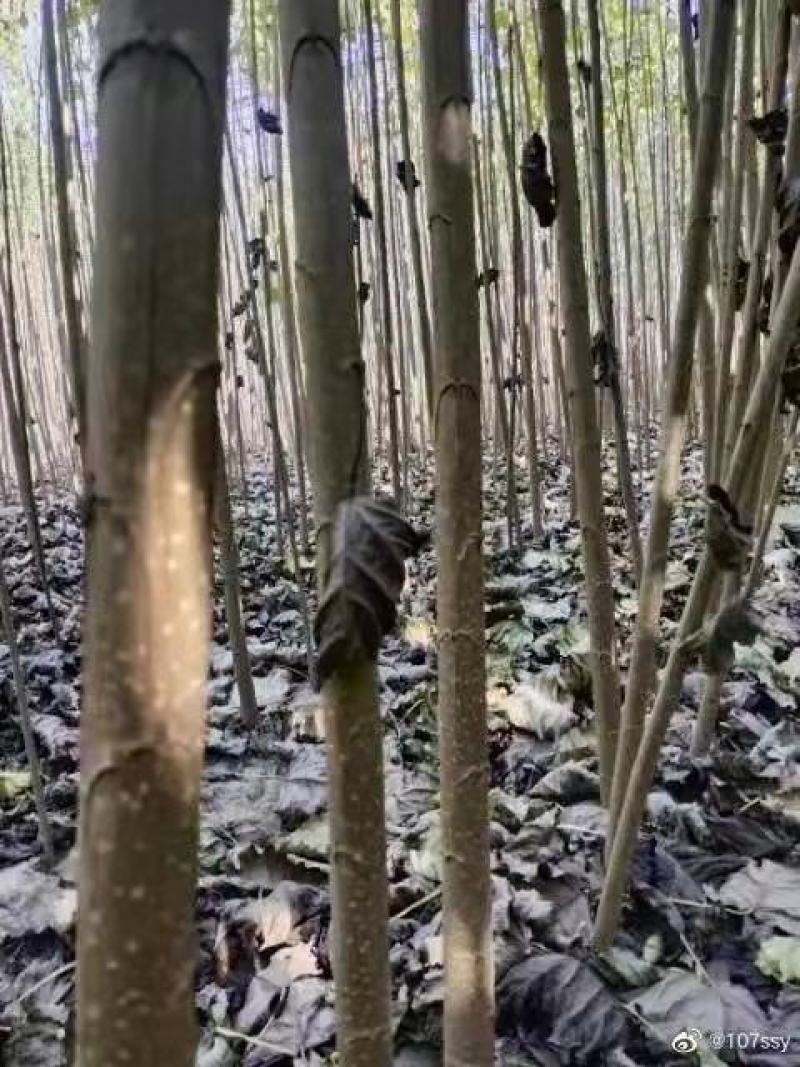 临清市优质杨树苗\\107杨树苗