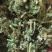 伸筋草中药材批发伸筋草质量保证量大从优