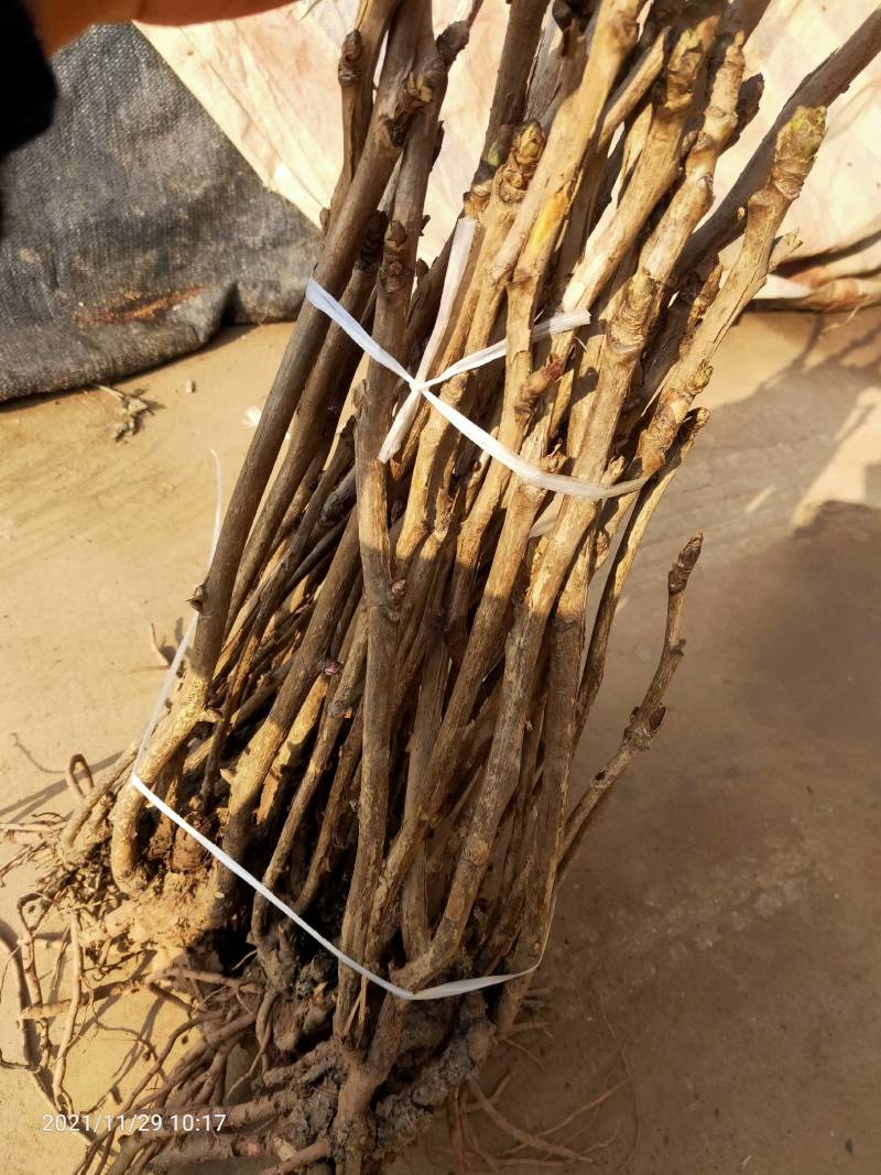盆景.绿化.观赏多分枝删颗牡丹苗.规格齐全.量大从优