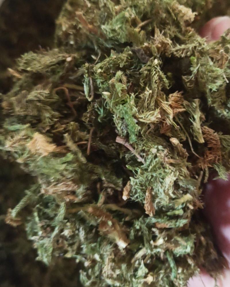 伸筋草中药材批发伸筋草质量保证量大从优