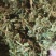 伸筋草中药材批发伸筋草质量保证量大从优