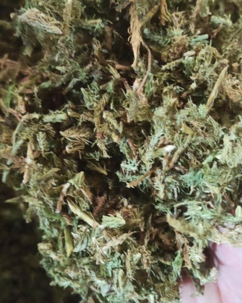 伸筋草中药材批发伸筋草质量保证量大从优