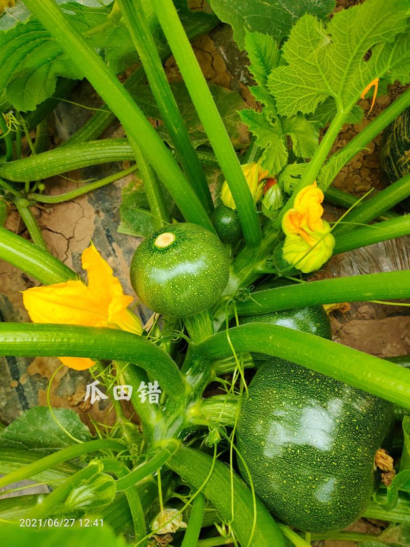 YH108无蔓嫩食南瓜种子早熟产量高抗病性强光泽度