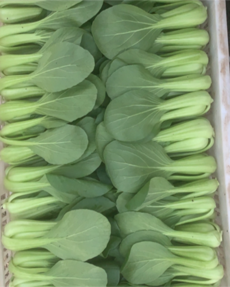 蚌埠油菜/蚌埠上海青/万亩大棚/产地直销/常年有货
