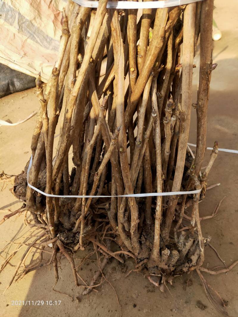 盆景.绿化.观赏多分枝删颗牡丹苗.规格齐全.量大从优
