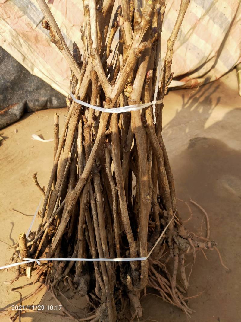 盆景.绿化.观赏多分枝删颗牡丹苗.规格齐全.量大从优