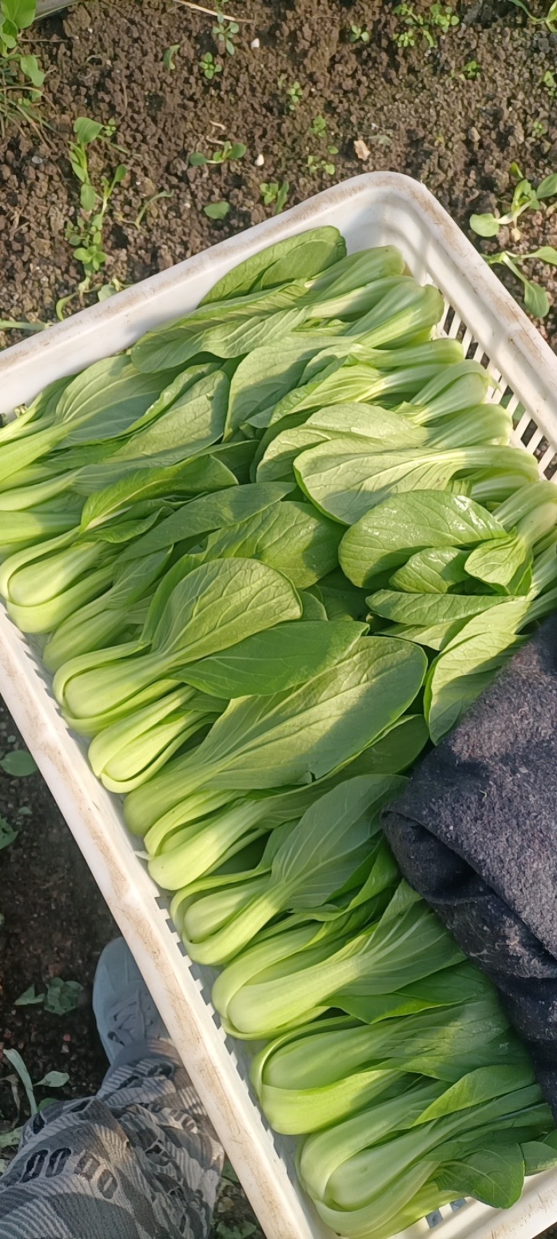 蚌埠油菜/蚌埠上海青/万亩大棚/产地直销/常年有货