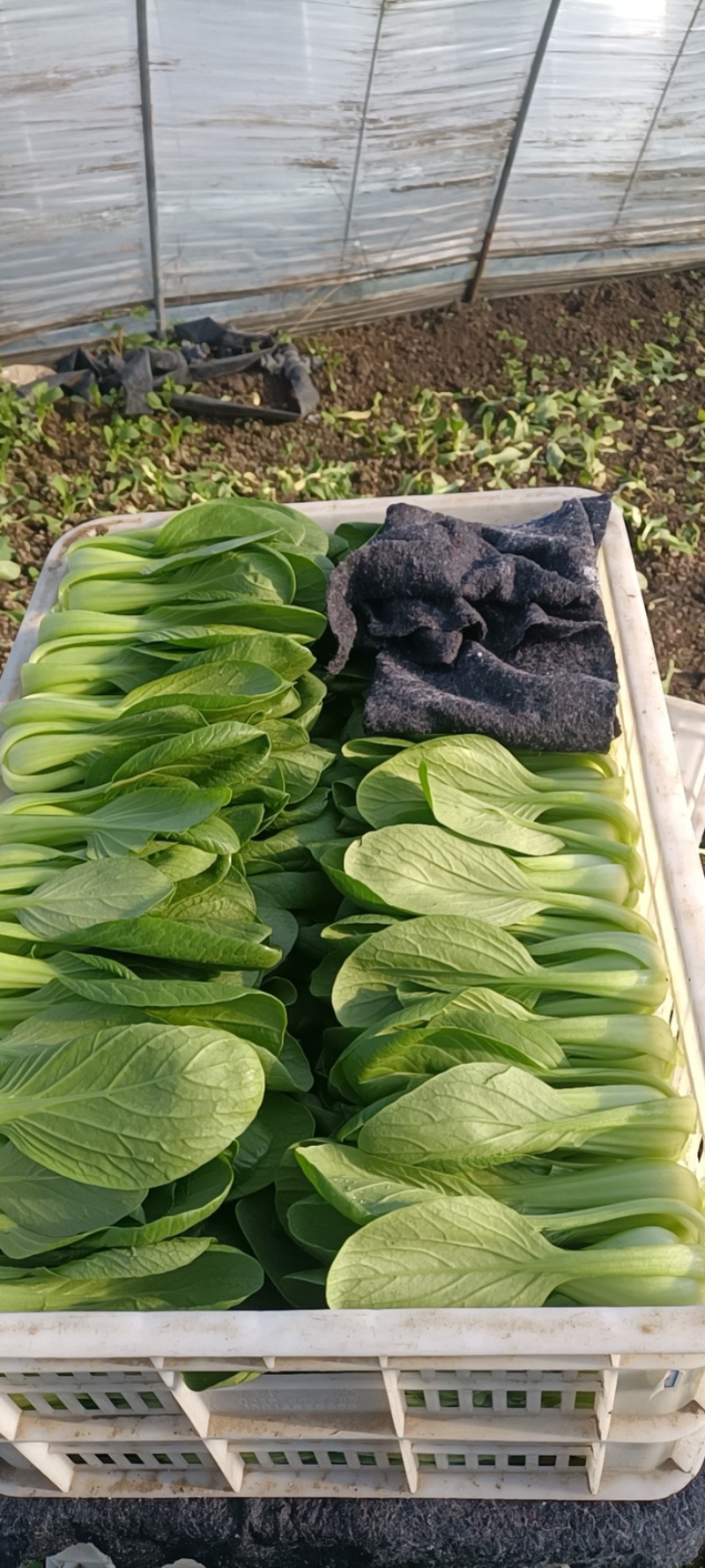 蚌埠油菜/蚌埠上海青/万亩大棚/产地直销/常年有货