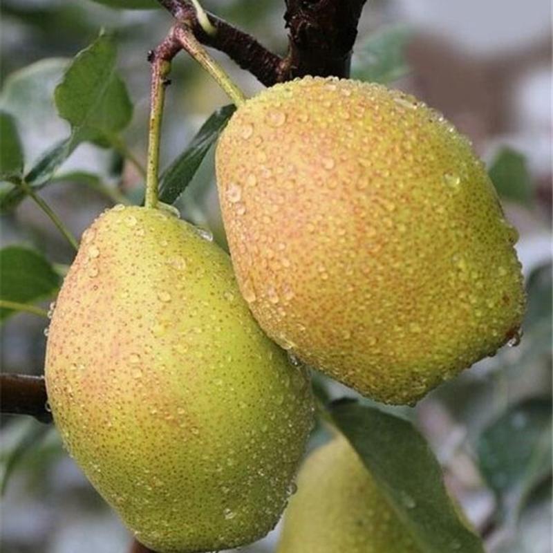河北赵县红香酥梨，货源充足，产地直发，应季水果