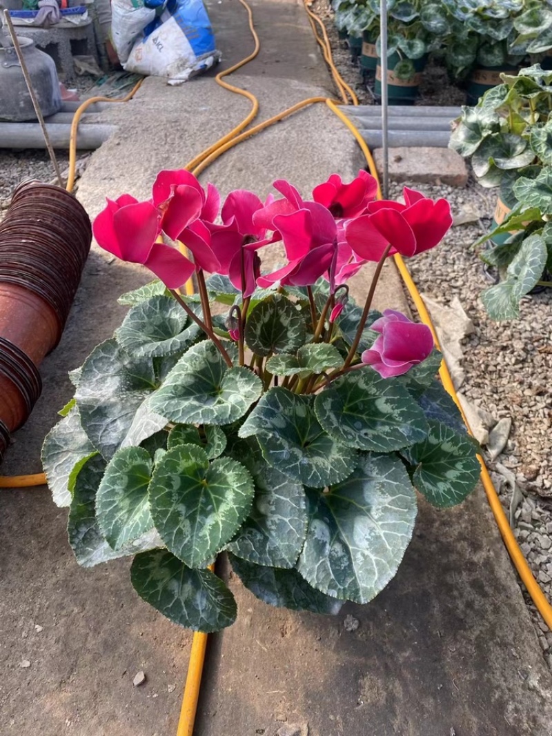 优质150型号F1代仙客来，大量上市，需要老板联系