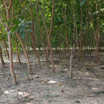 【推荐】3-15桑葚树苗产地直供，规格齐全，大量批发。
