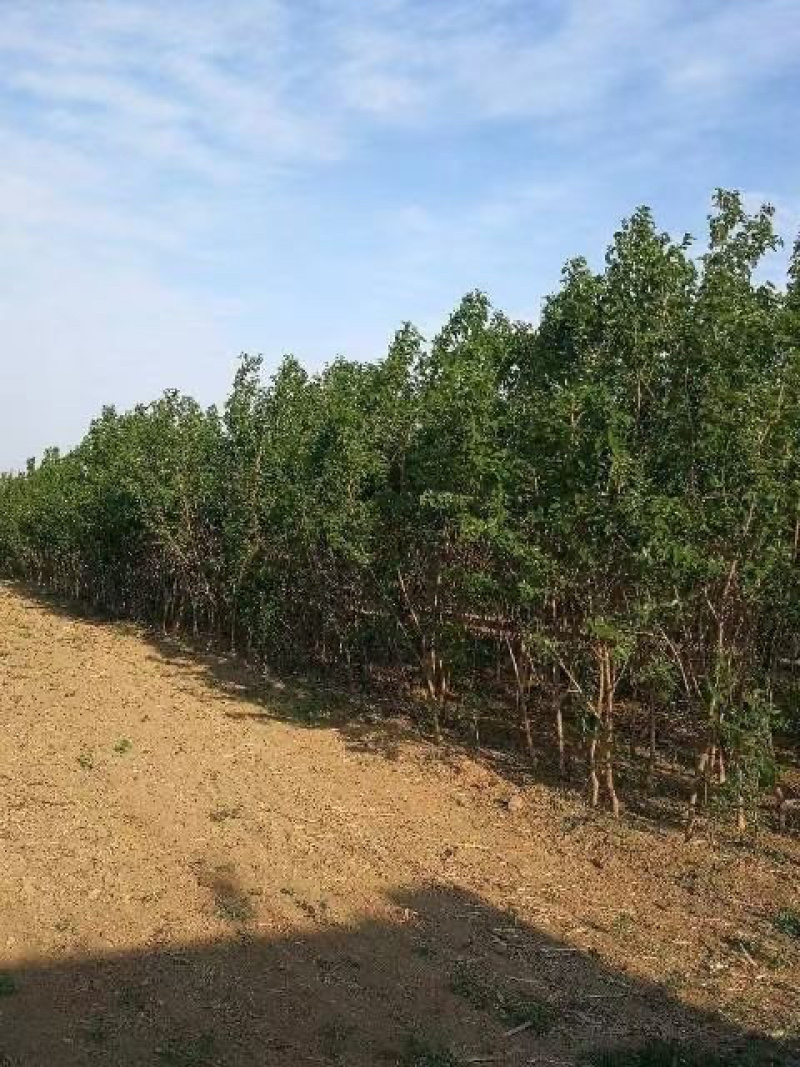 【推荐】3-15桑葚树苗产地直供，规格齐全，大量批发。