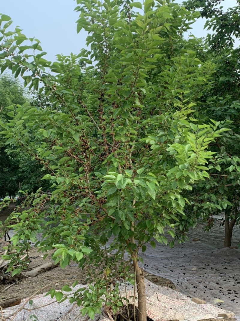 【推荐】3-15桑葚树苗产地直供，规格齐全，大量批发。