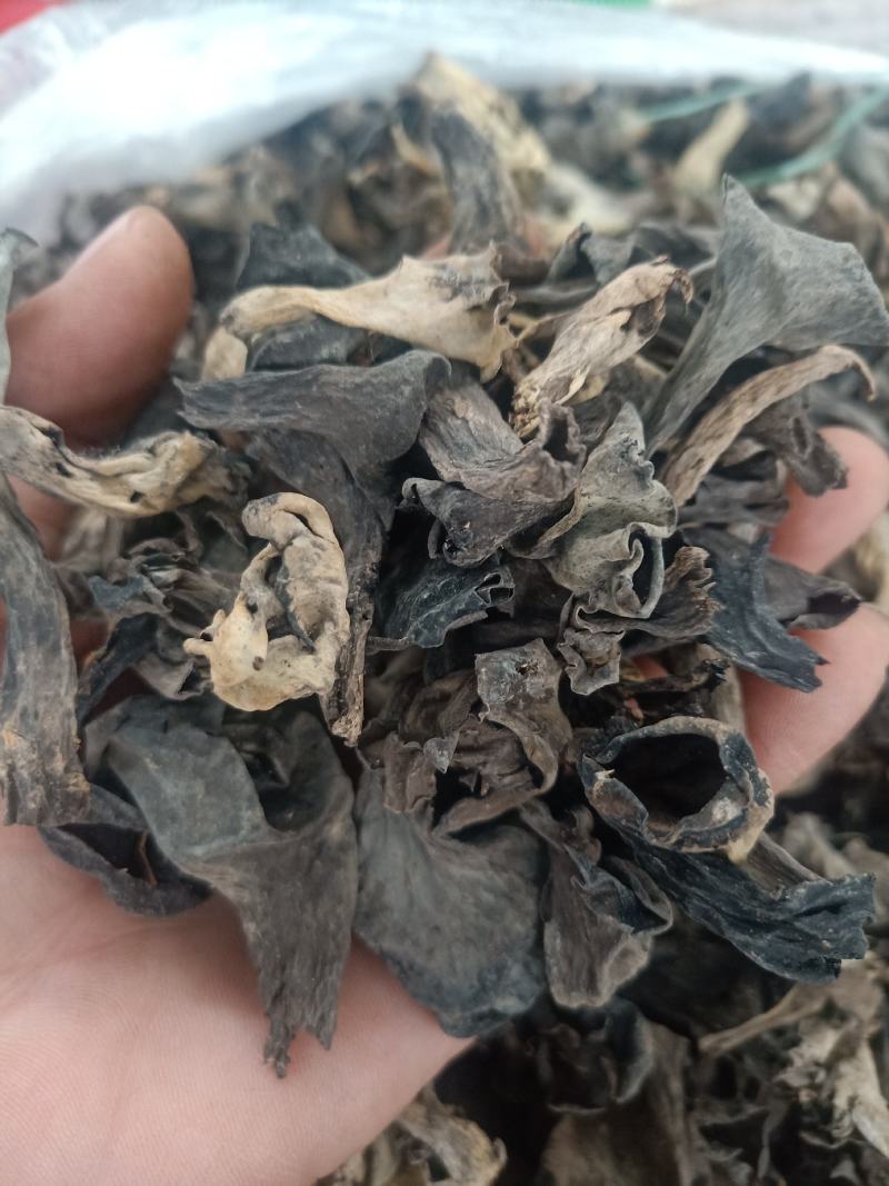 云南普洱野生喇叭菌_剪脚