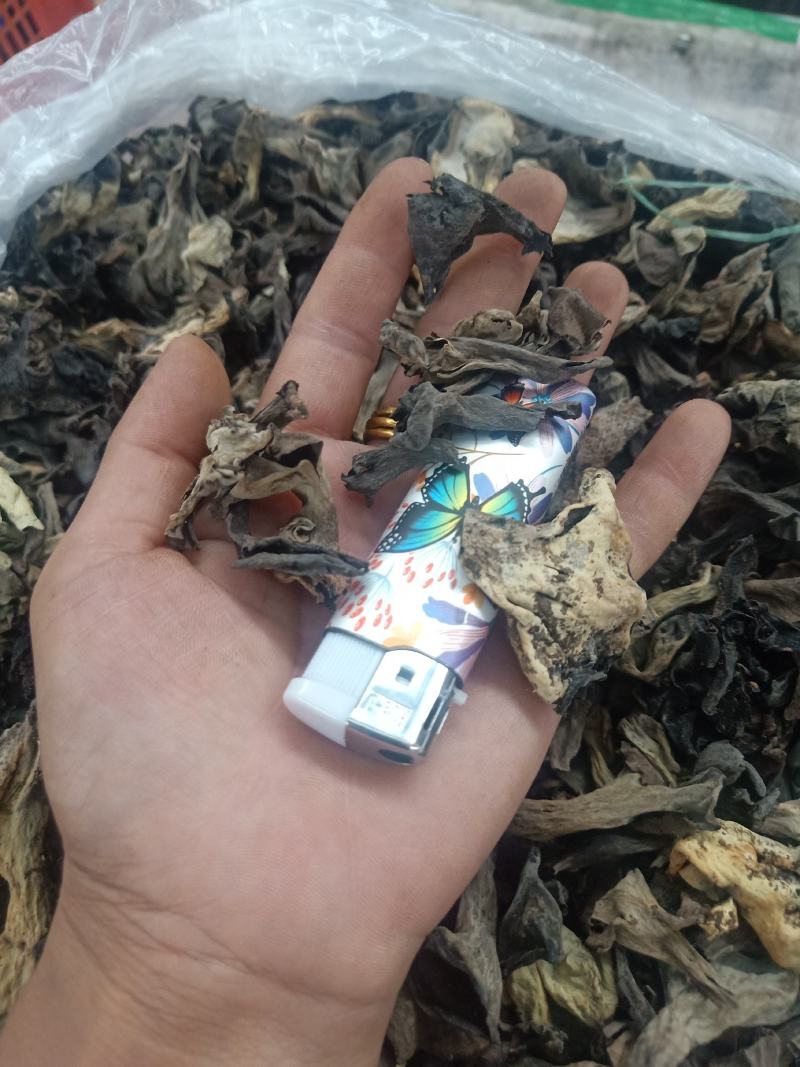云南普洱野生喇叭菌_剪脚