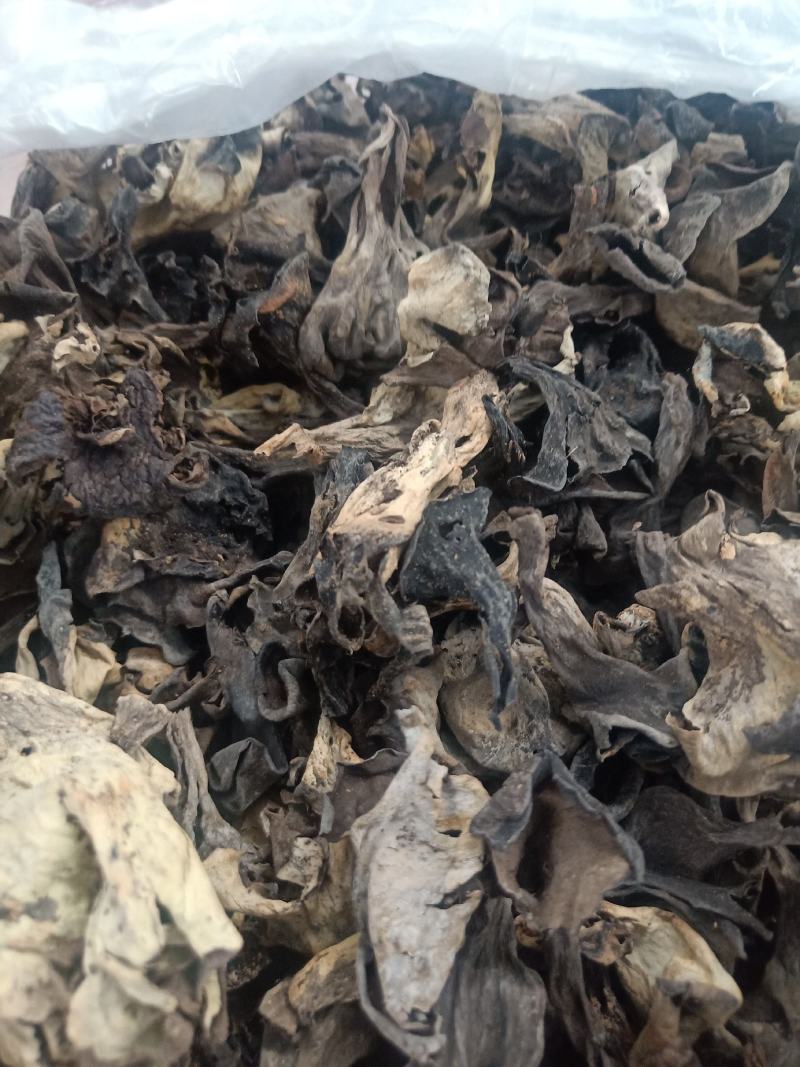 云南普洱野生喇叭菌_剪脚