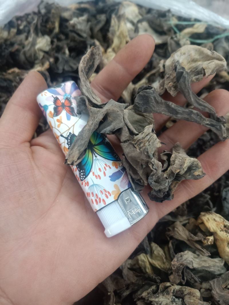 云南普洱野生喇叭菌_剪脚