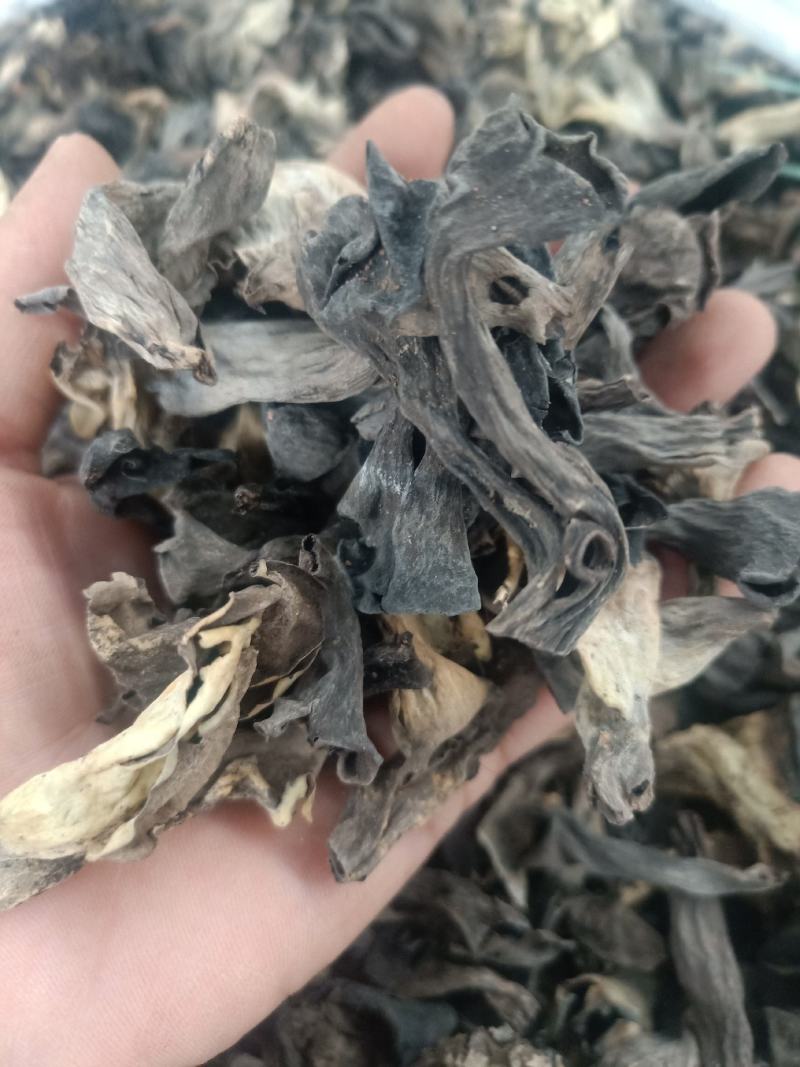 云南普洱野生喇叭菌_剪脚